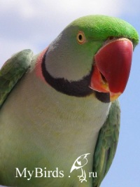 Александрийский попугай - фото Юка